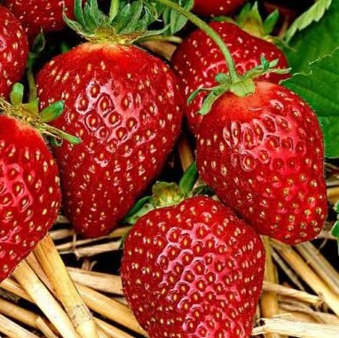 Земляника Верди